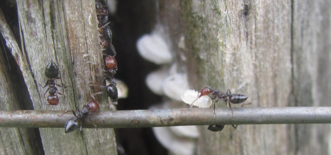 Crematogaster scutellaris